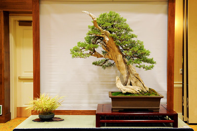 California Juniper Bonsai